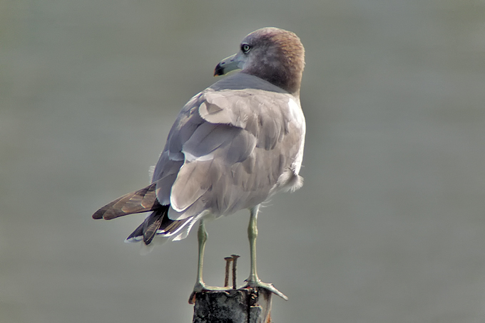Black-tailed Gull