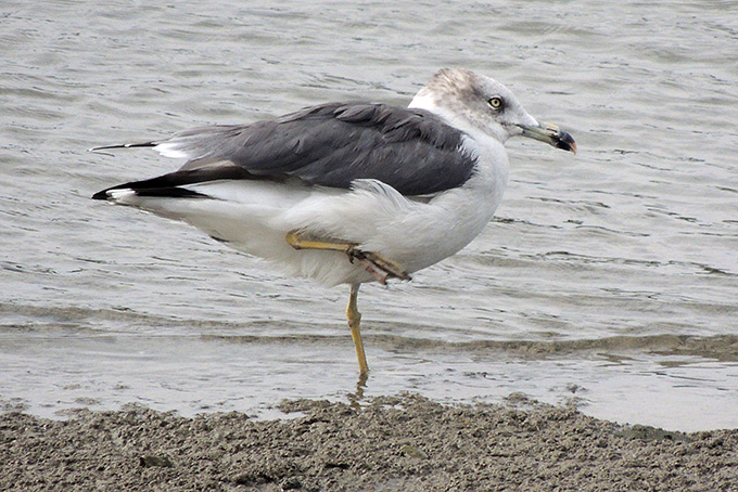 Black-tailed Gull