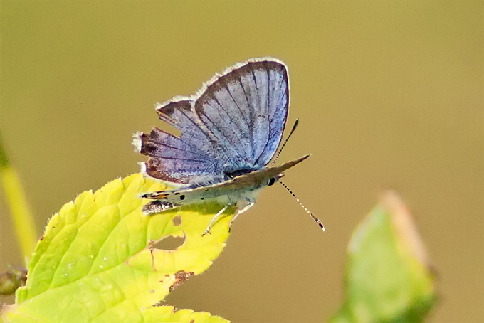 Reverdin's Blue