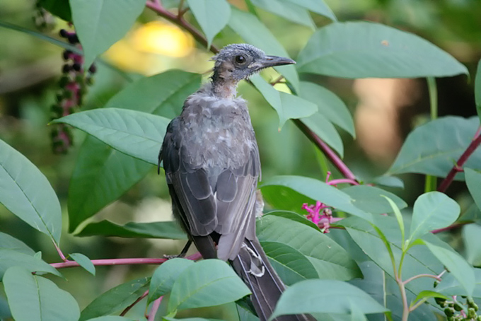Brown-eared Bulbul