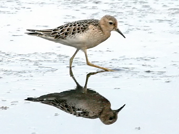 Buff-breasted Sandpiper