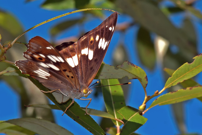 Freyer’s Purple Emperor