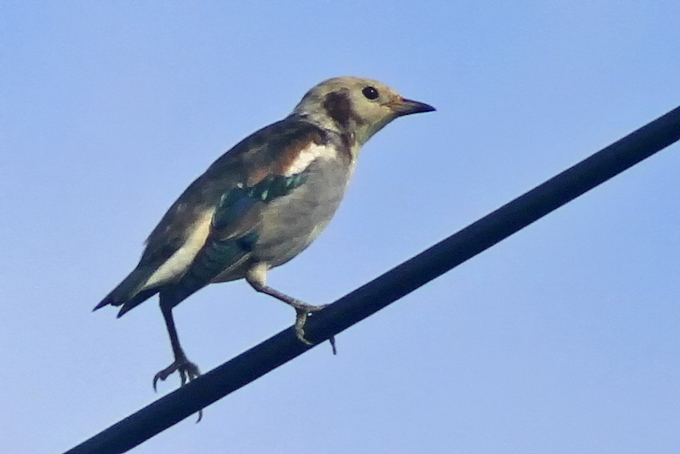 Chestnut-cheeked Starling
