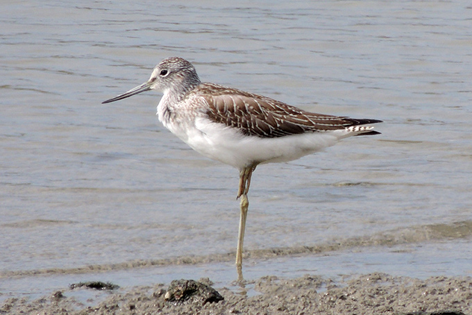 Common Greenshank