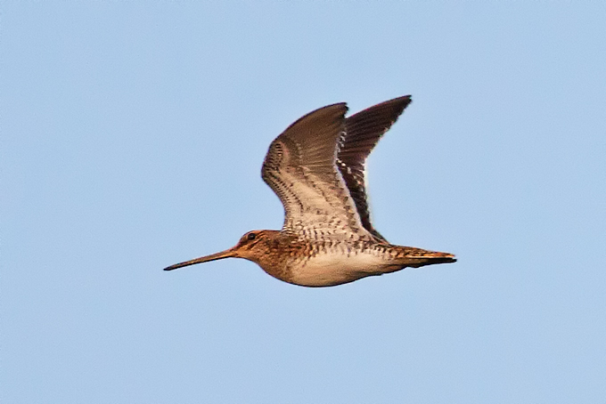 Common Snipe