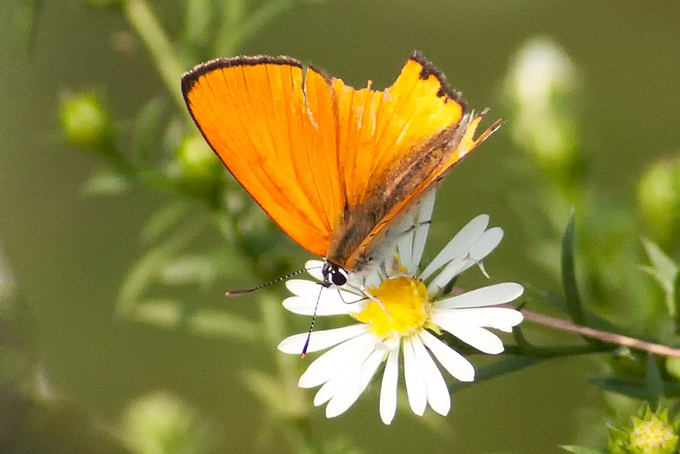 Large Copper