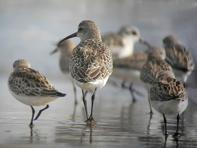 Curlew Sandpiper