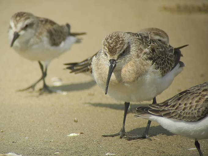 Curlew Sandpiper