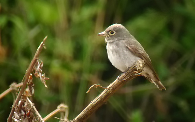 Dark-sided Flycatcher