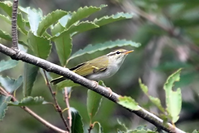 Eastern Crowned Warbler