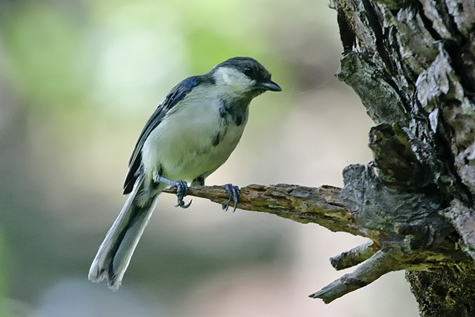 Eastern Great Tit