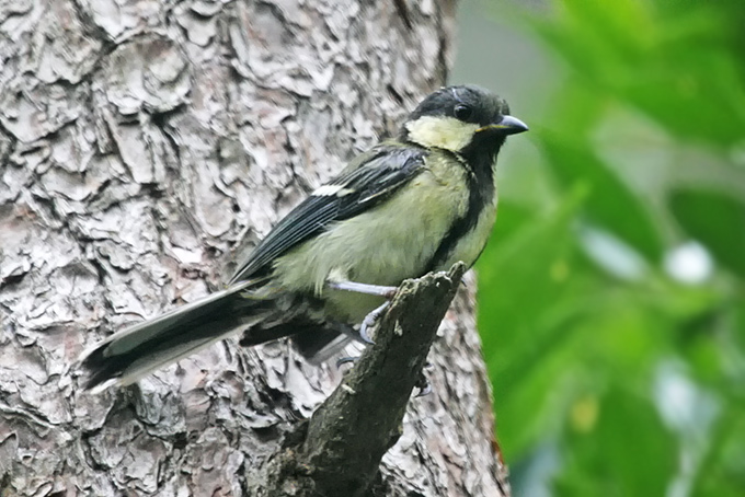 Eastern Great Tit