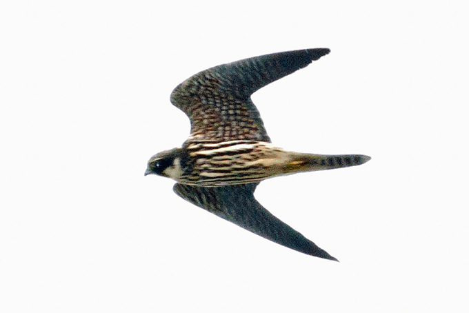 Eurasian Hobby