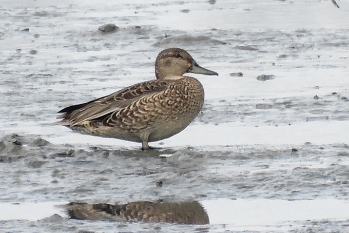 Eurasian Teal