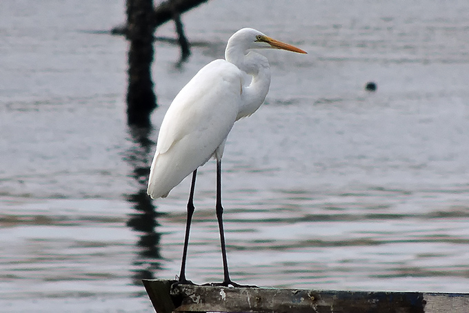 Great Egret