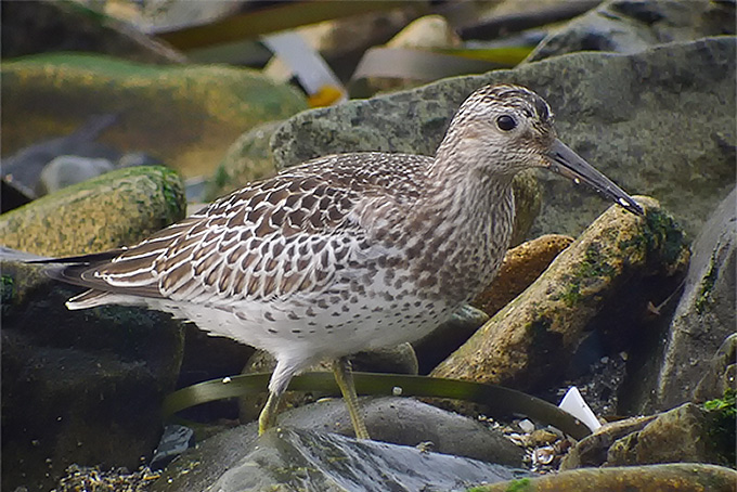 Great Knot