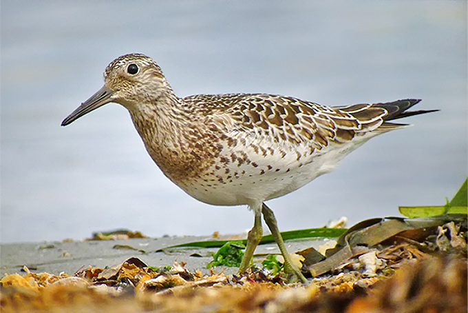 Great Knot