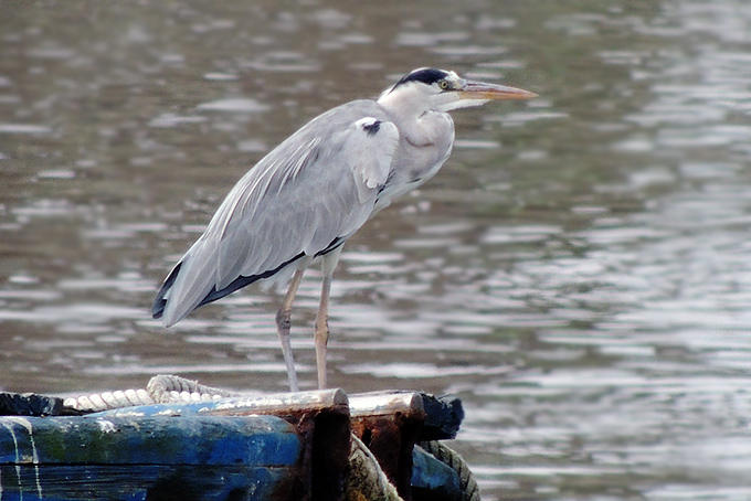 Grey Heron