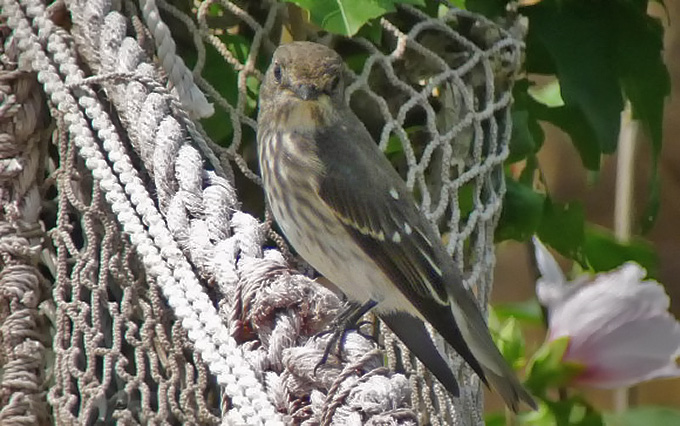 Grey-streaked Flycatcher