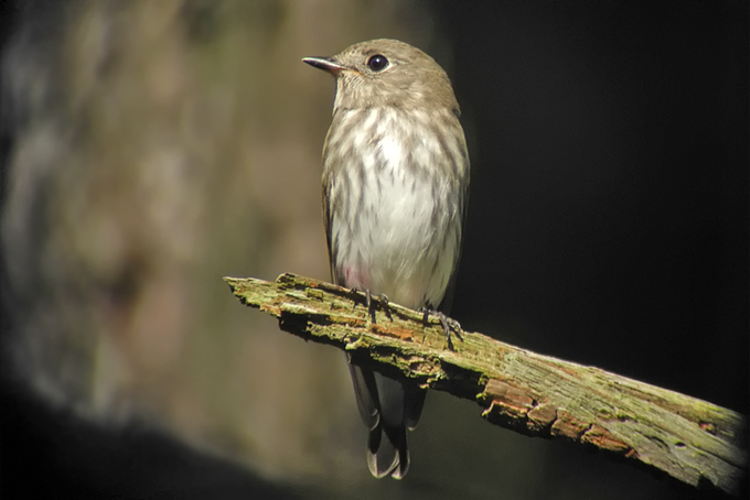 Grey-streaked Flycatcher