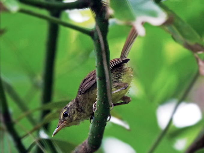 Japanese Bush Warbler