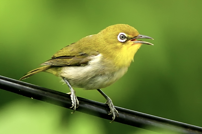 Japanese White-eye