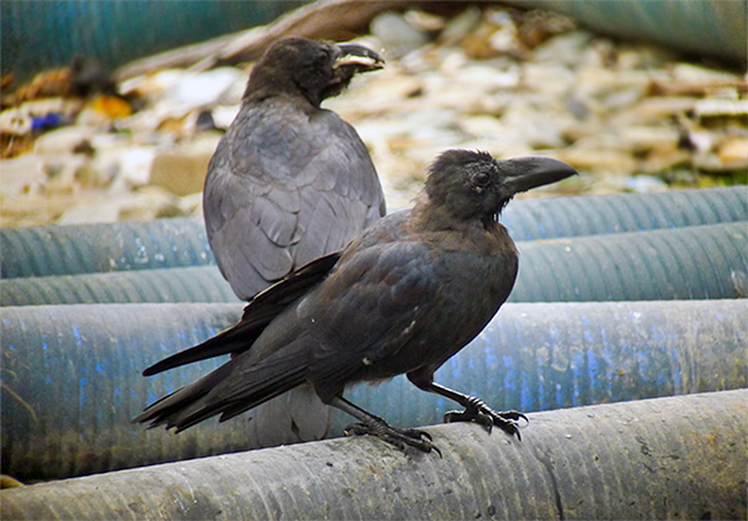 Large-billed Crow