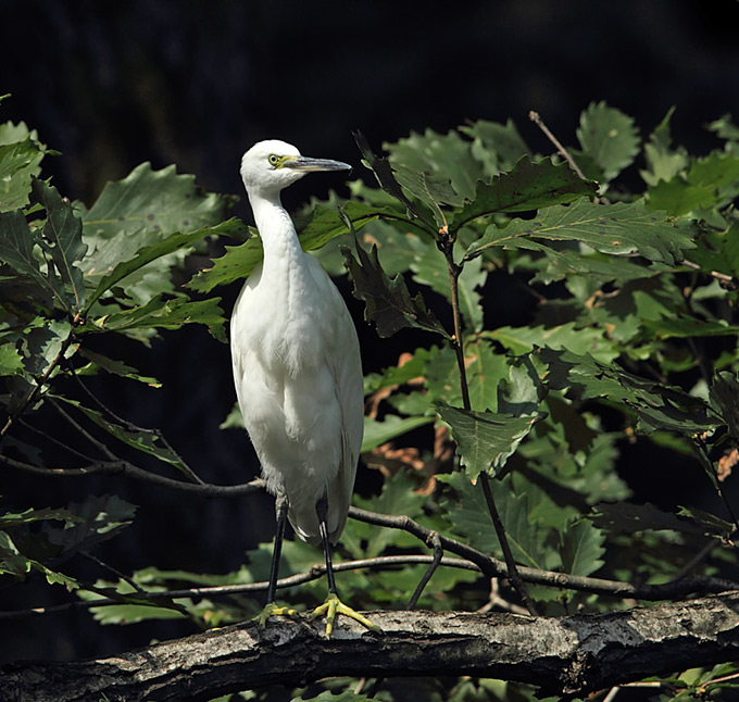 Little Egret