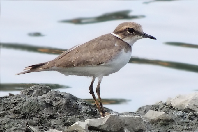 Long-billed Plover