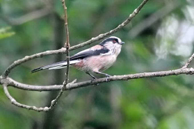 Long-tailed Tit