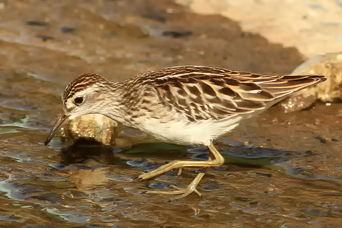 Long-toed Stint