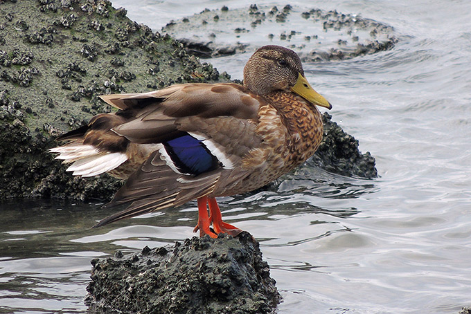 Mallard