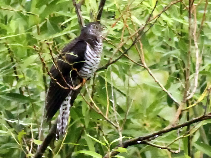 Oriental Cuckoo