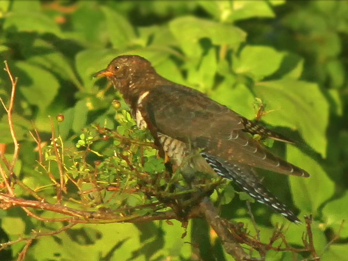 Oriental Cuckoo