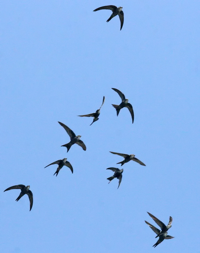 Pacific Swift