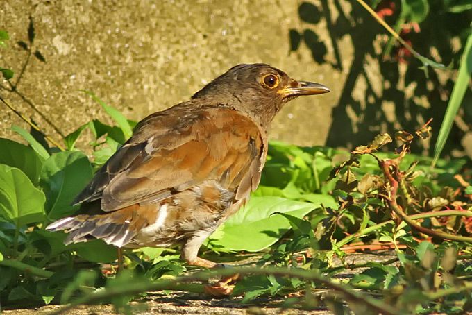 Pale Thrush
