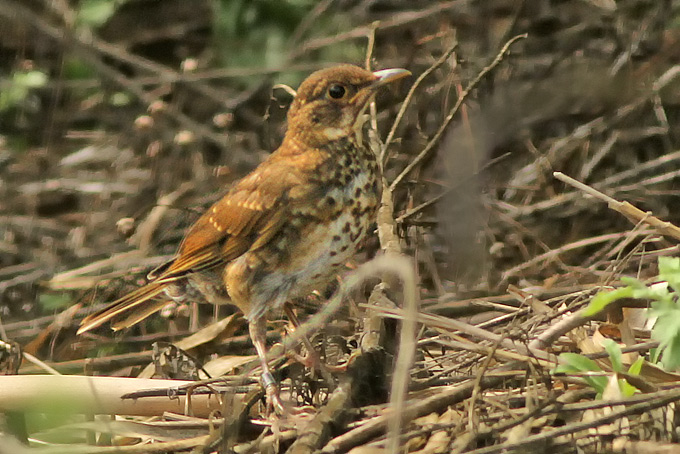 Pale Thrush