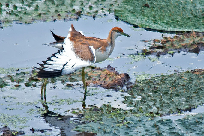 Pheasant-tailed Jacana