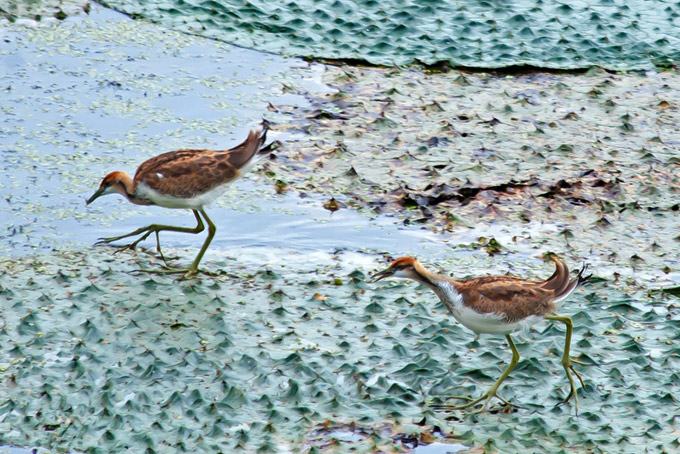Pheasant-tailed Jacana