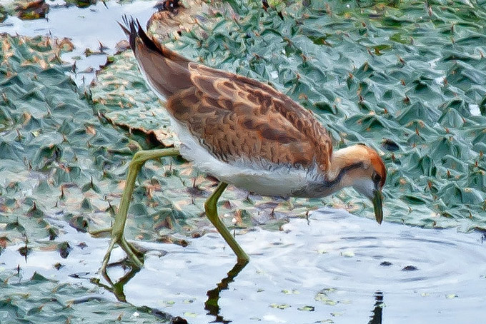 Pheasant-tailed Jacana