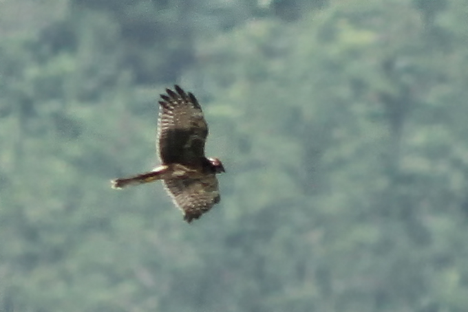 Pied Harrier