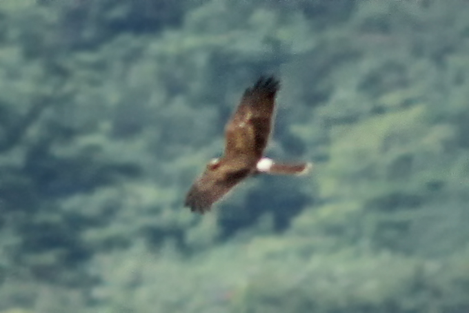 Pied Harrier