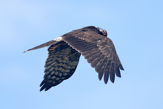 Pied Harrier