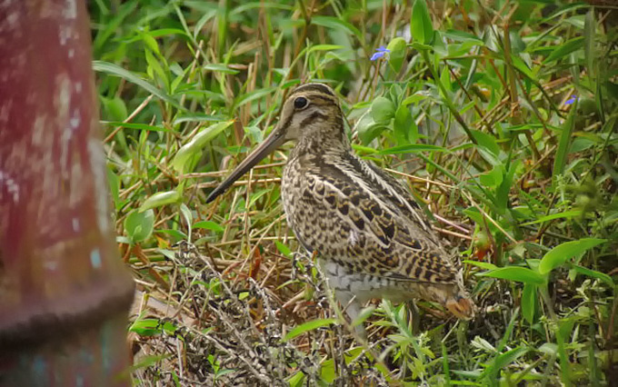 Pin-tailed Snipe