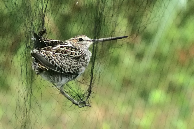 Pin-tailed Snipe