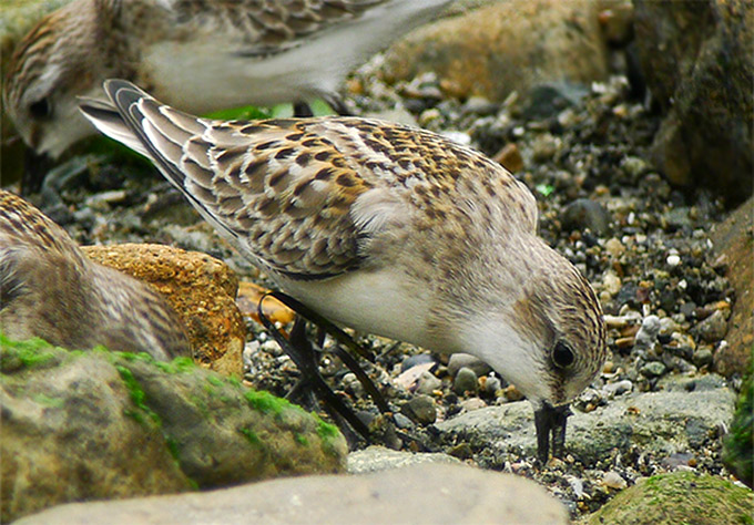 Red-necked Stint