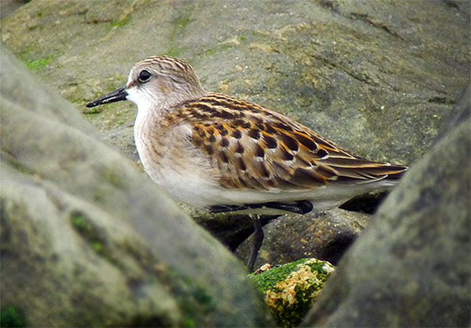 Red-necked Stint