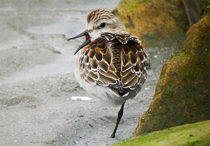 Red-necked Stint