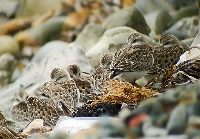 Red-necked Stint