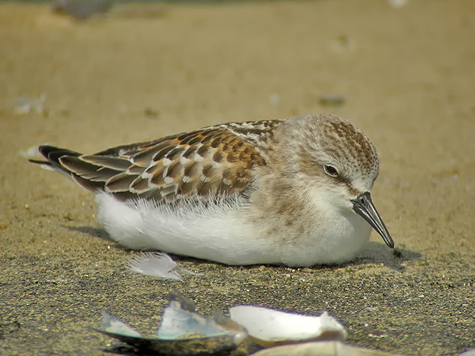 Red-necked Stint